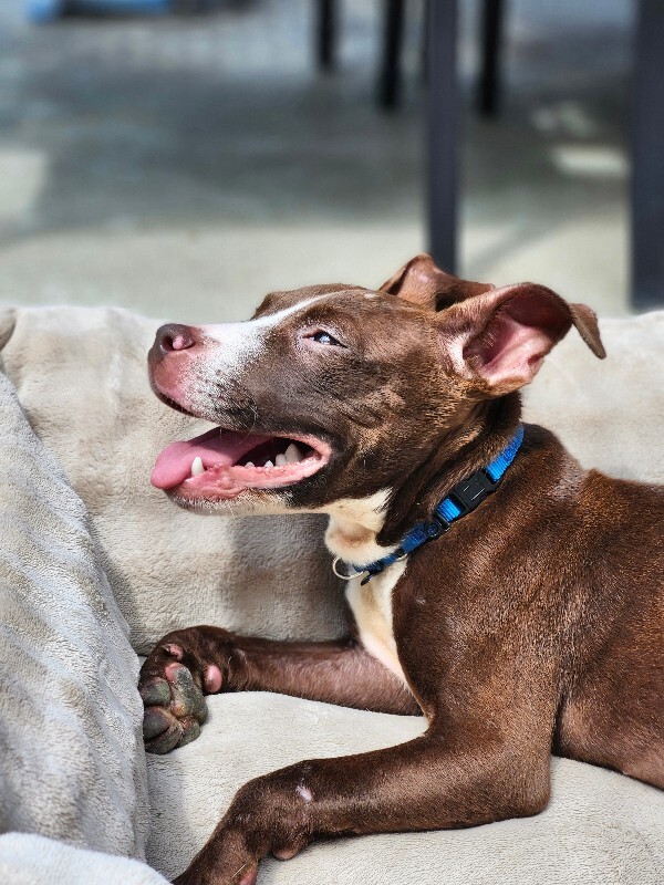 View Otis Redding the Dog Photo #3