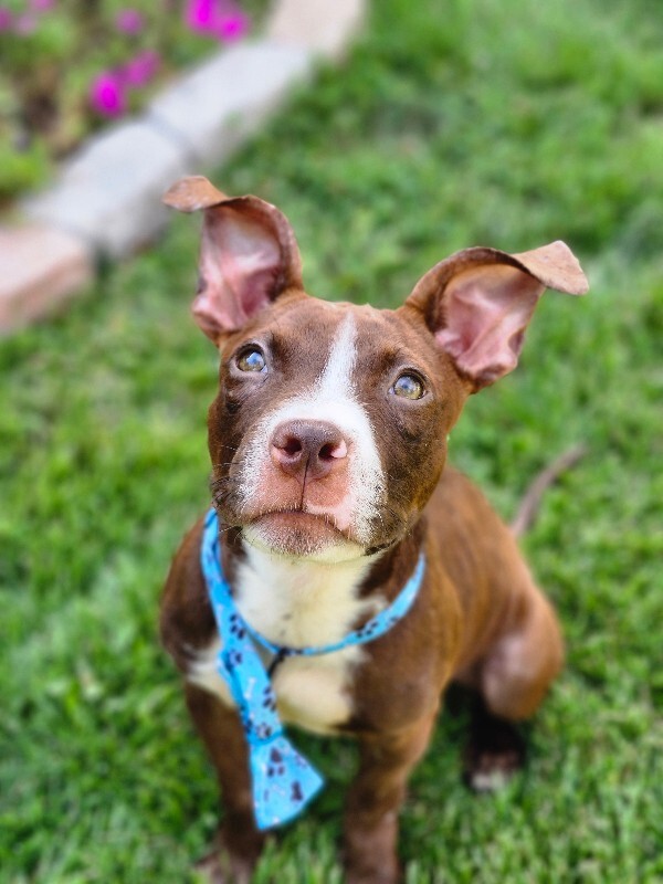 View Otis Redding the Dog Photo #2