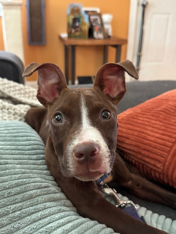 View Otis Redding the Dog Photo #3