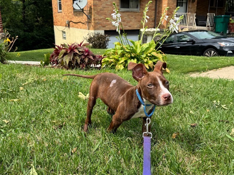 View Otis Redding the Dog Photo #6