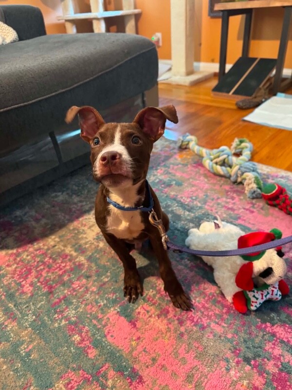 View Otis Redding the Dog Photo #4