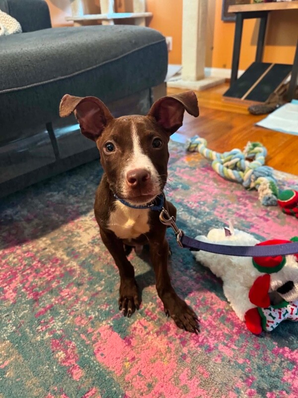 View Otis Redding the Dog Photo #2