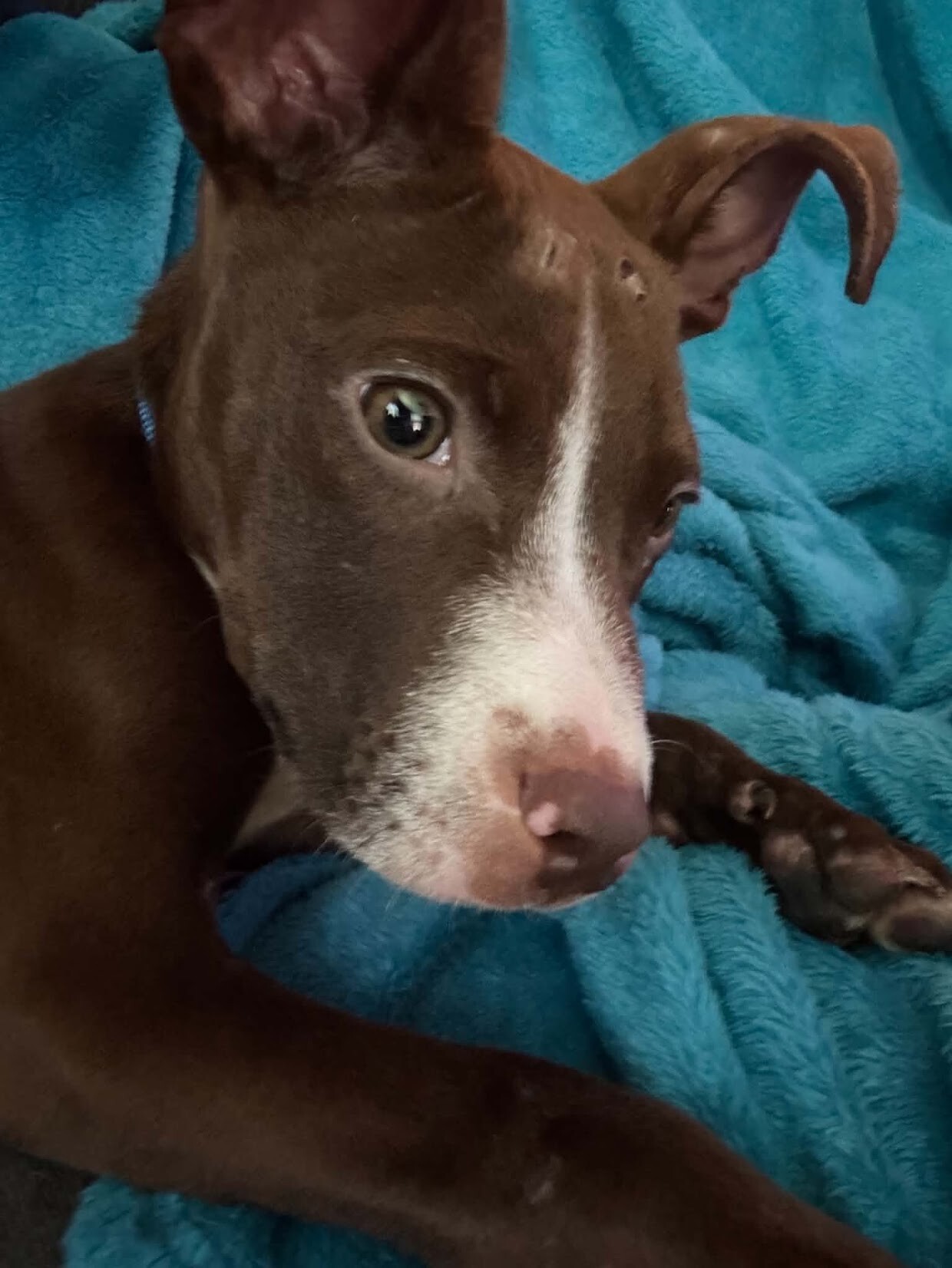 View Otis Redding the Dog Photo #5