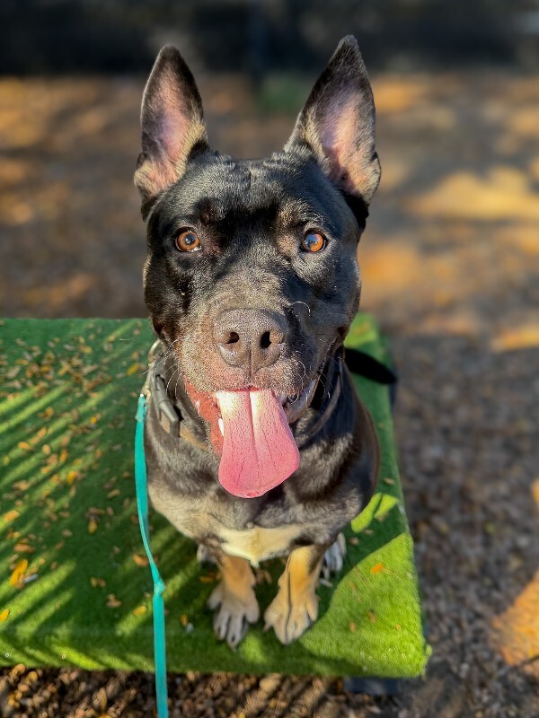 Learn More About Queen Queen - Dog