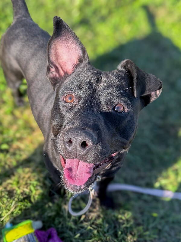 Learn More About Ogel Ogel - Dog