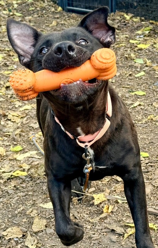 Ogel - Dog