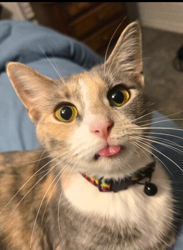 Have You Seen Momma? Momma - Cat
