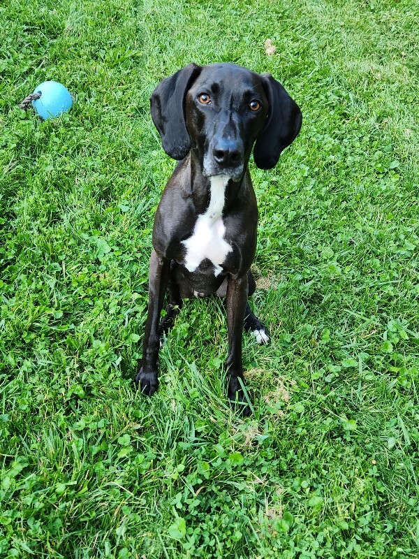 Have You Seen Jax? Jax - Dog