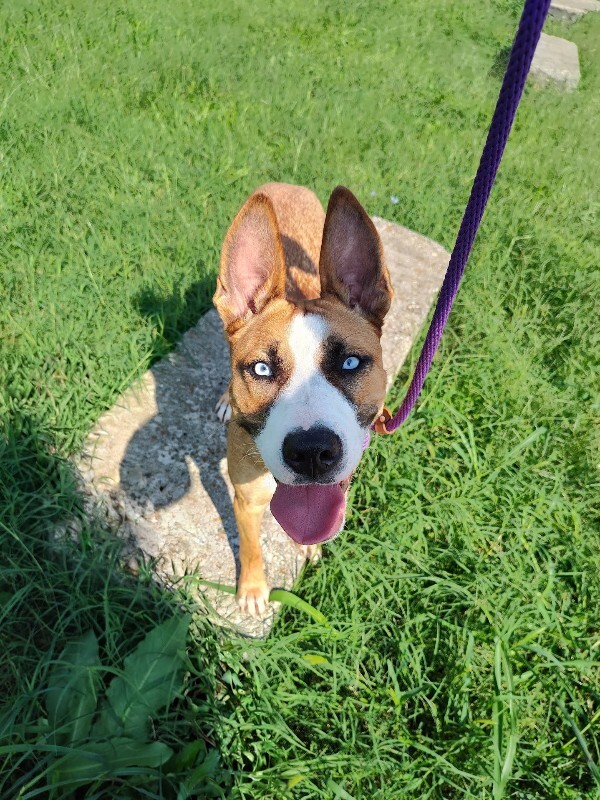 View Petunia the Dog Photo #4