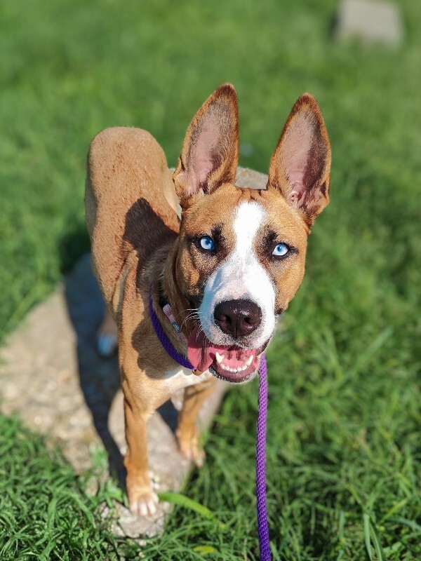 Petunia - Dog