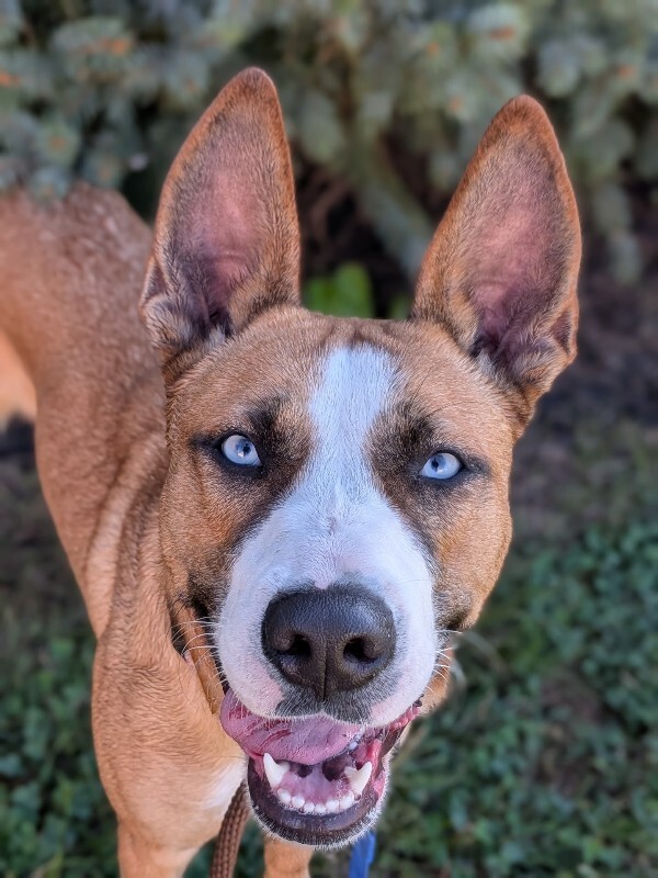 View Petunia the Dog Photo #3