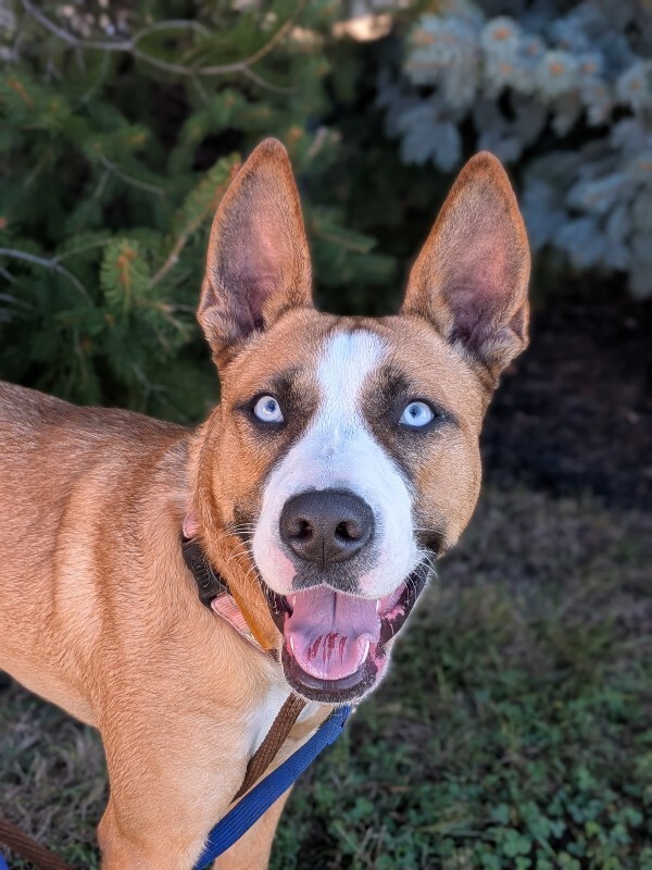 Petunia - Dog