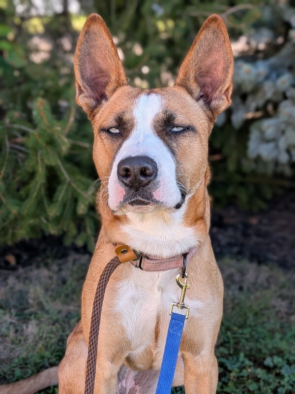 View Petunia the Dog Photo #10