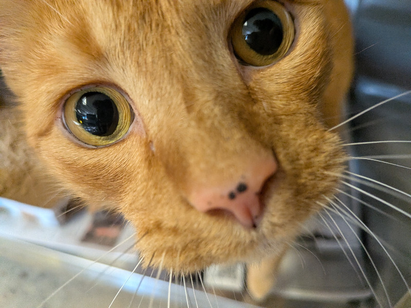 View Olly the Cat Photo #2