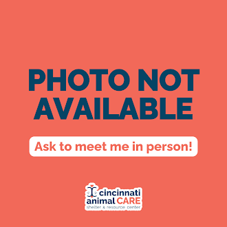 Dovey - Rat
