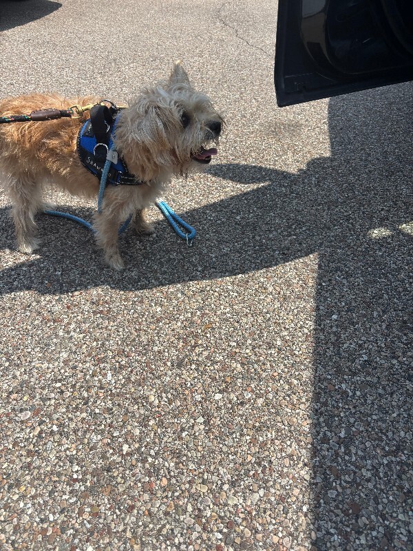 View Bodi the Dog Photo #3