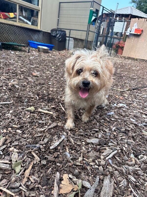 Bodi - Dog