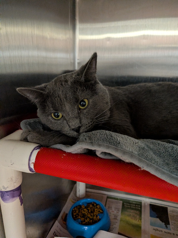 Learn More About Speedy Speedy - Cat