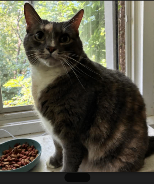 Unknown - Cat