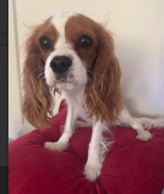 Have You Seen Marlo? Marlo - Dog