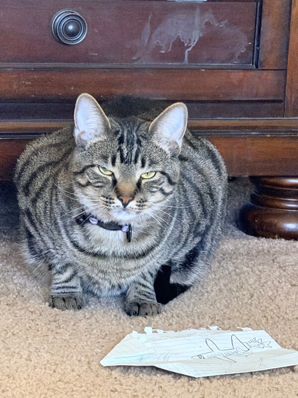 Have You Seen Fester? Fester - Cat