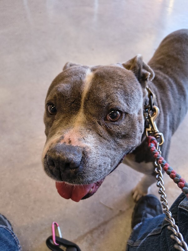 Learn More About Fat Man Fat Man - Dog