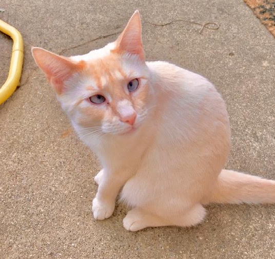 Have You Seen Major? Major - Cat