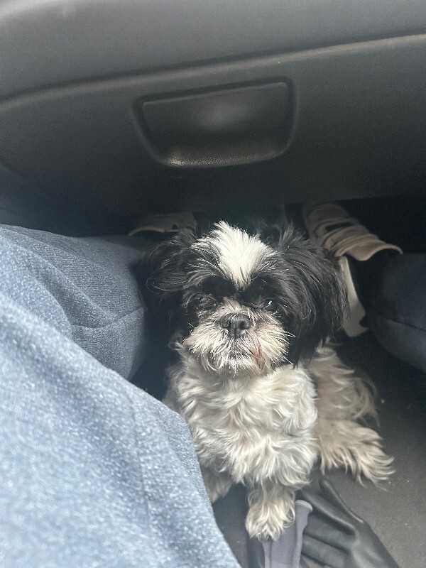 Have You Seen Lele? Lele - Dog