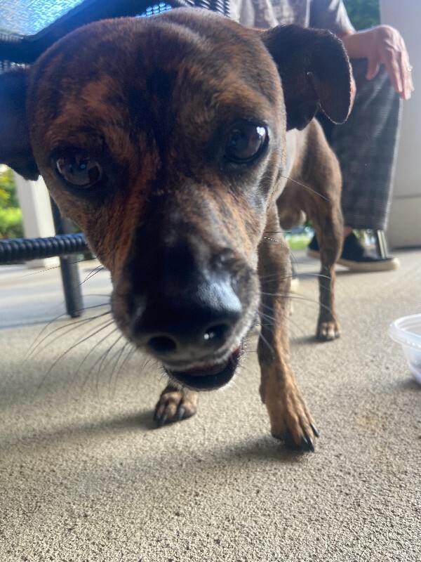 Unknown - Dog