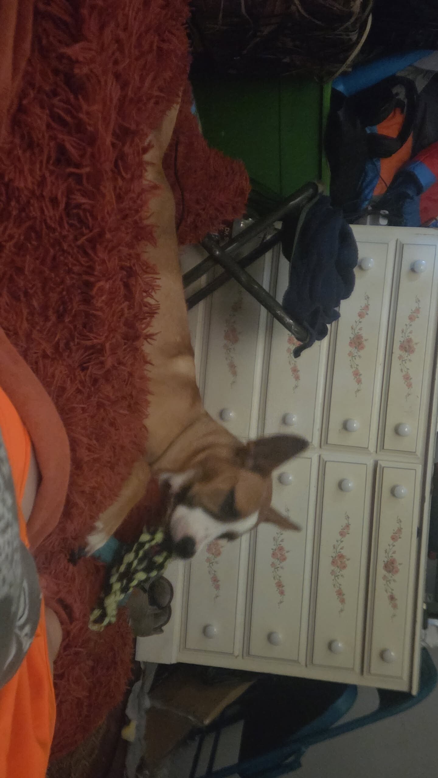 Have You Seen Precious? Precious - Dog