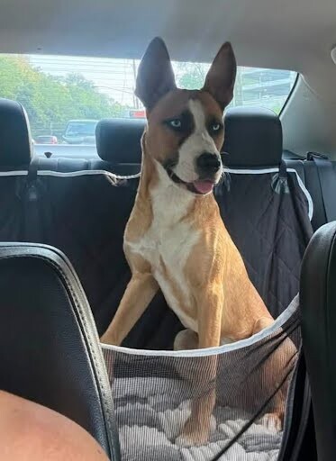 View Precious the Dog Photo #2