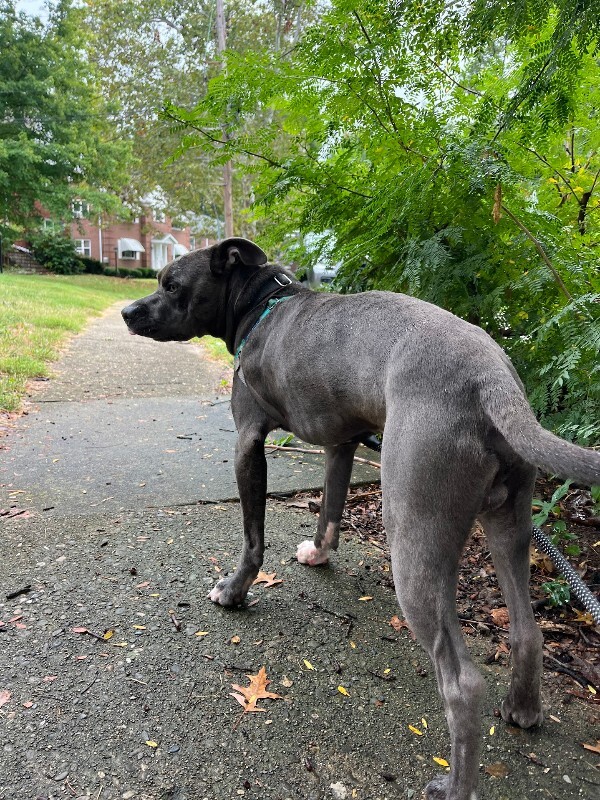 View Mickey the Dog Photo #12