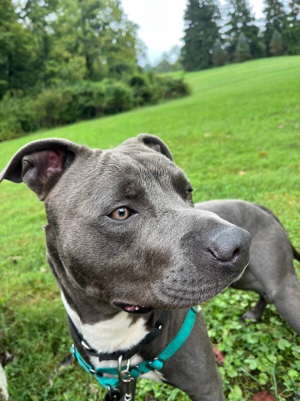 View Mickey the Dog Photo #4