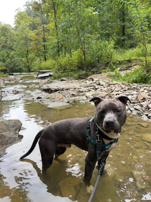 View Mickey the Dog Photo #18