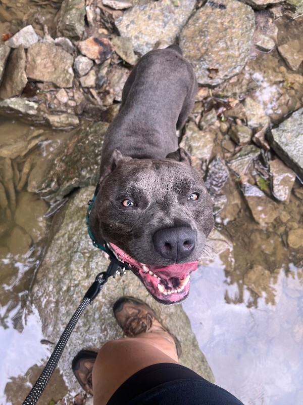 View Mickey the Dog Photo #16