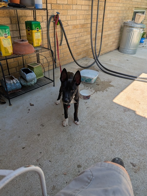 View Odessa the Dog Photo #4