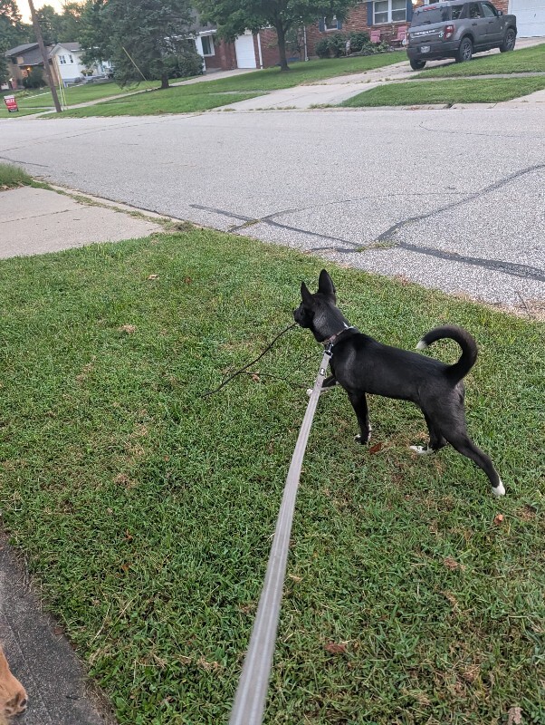 View Odessa the Dog Photo #5