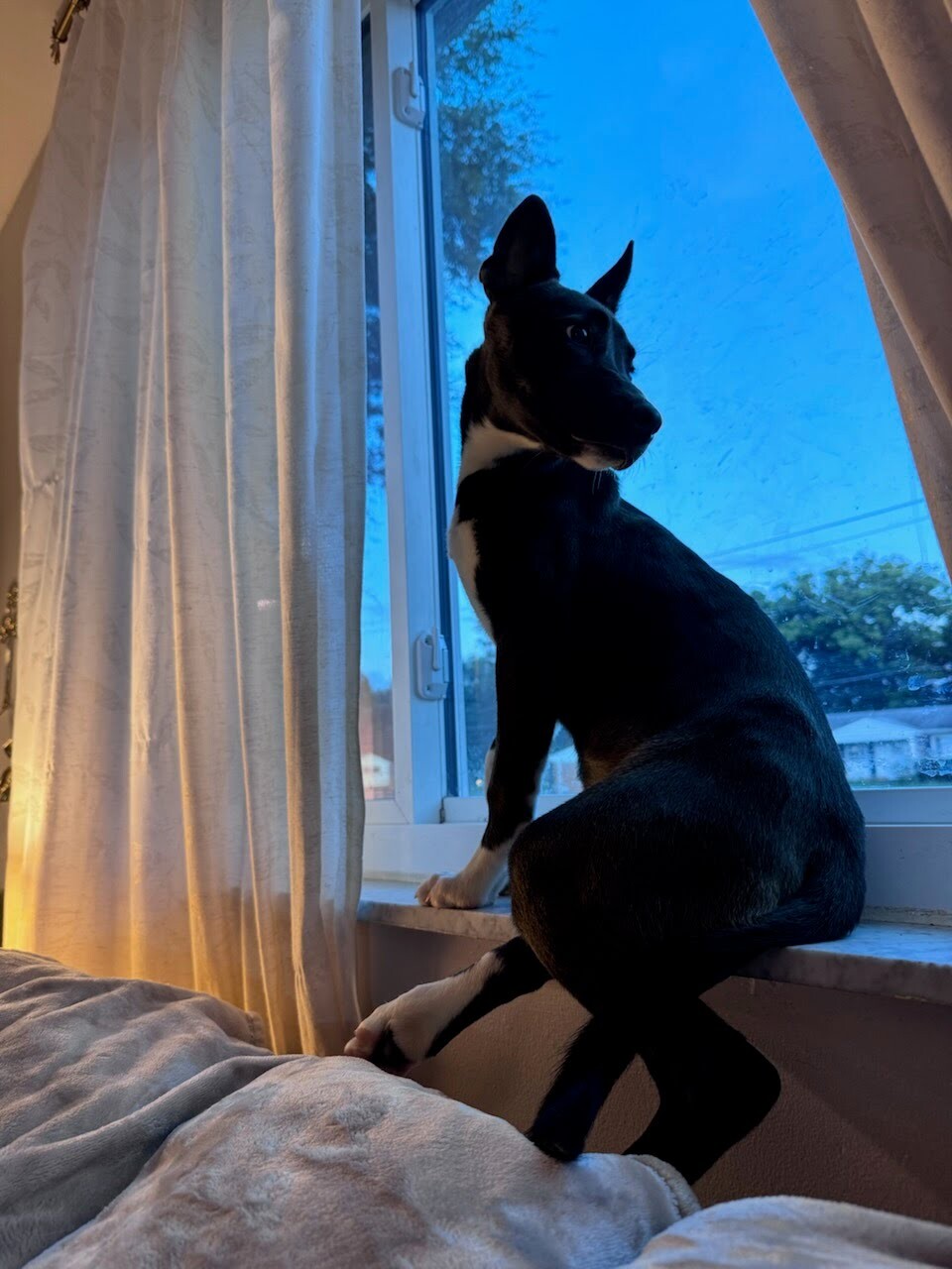 View Midland the Dog Photo #4