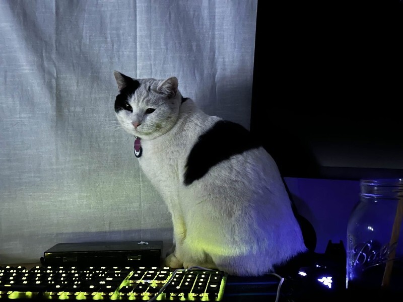 Have You Seen Kiki? Kiki - Cat