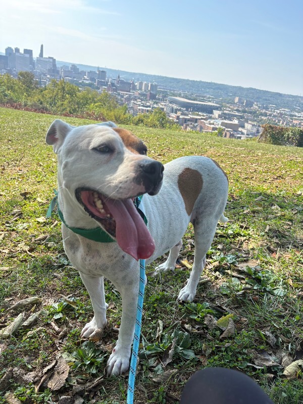 View Trucker the Dog Photo #15