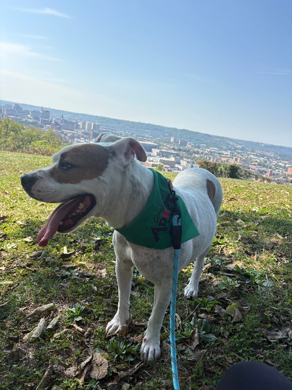 View Trucker the Dog Photo #17