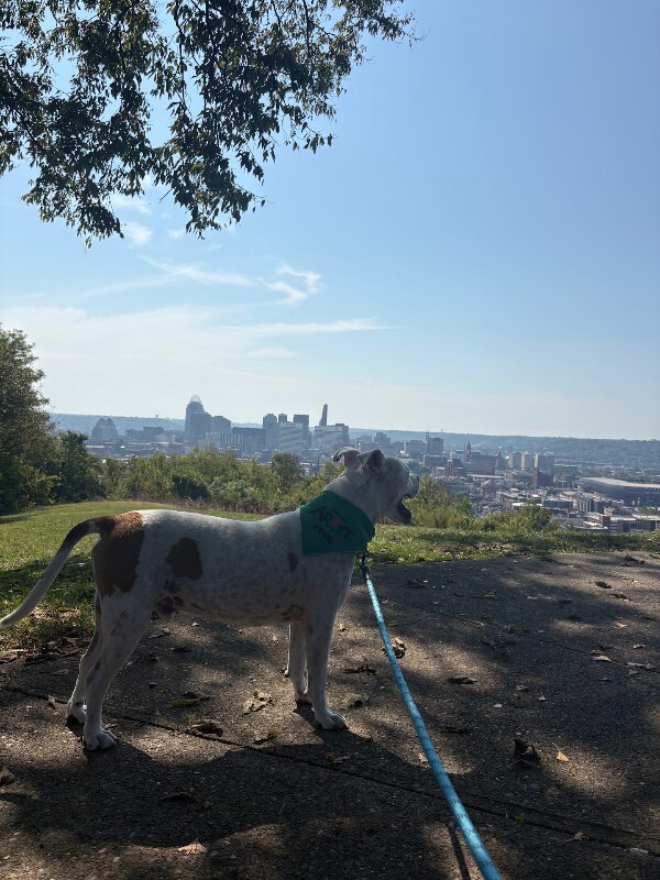 View Trucker the Dog Photo #14