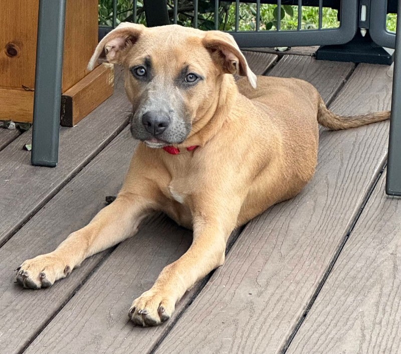 Learn More About Scooby Scooby - Dog