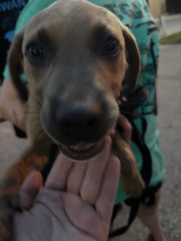 View Scooby the Dog Photo #2