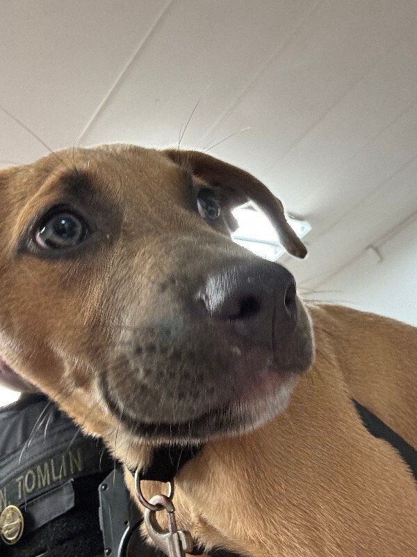 Scooby - Dog