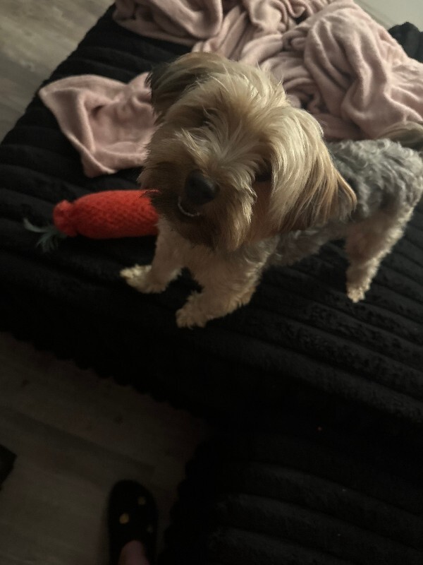 Have You Seen Moody? Moody - Dog