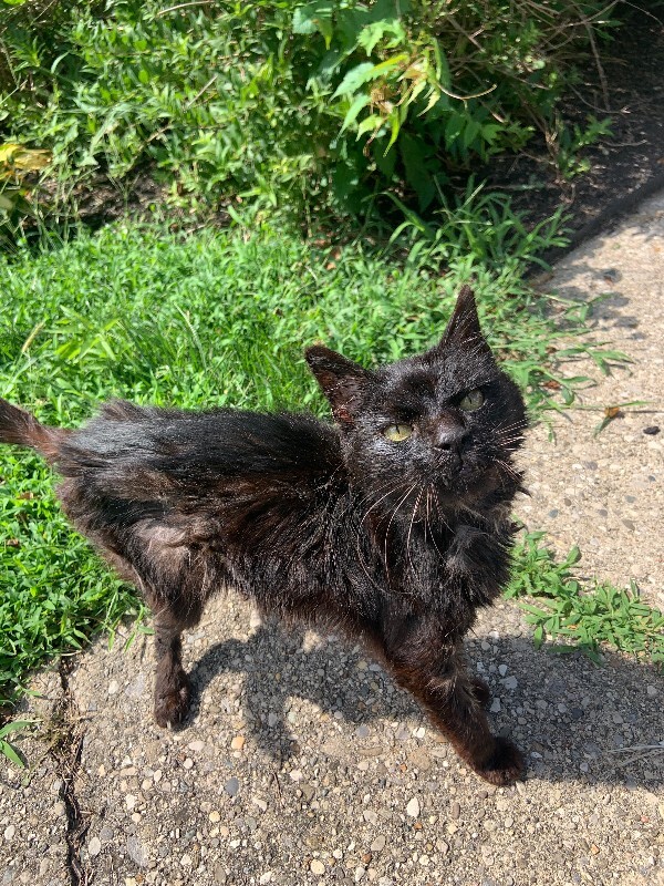 Unknown - Cat