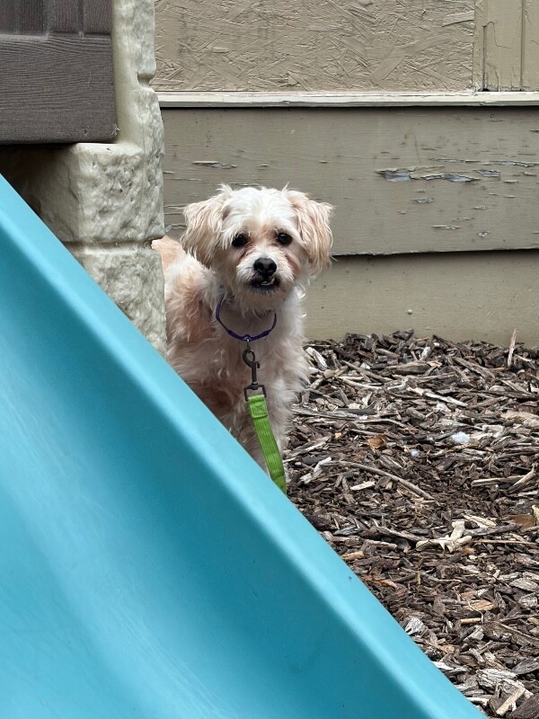 Stinkers - Dog