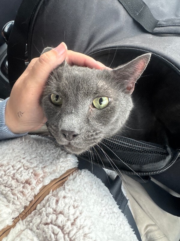 Have You Seen Shadow? Shadow - Cat