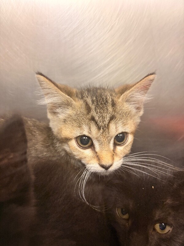 Learn More About Nikki Nikki - Cat